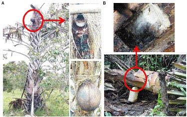 Dynamics of microbial populations and metabolites of fermenting saps throughout tapping process of ron and oil palm trees in Côte d’Ivoire